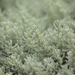 Santolina chamaecyparissus, cotton lavender leaves natural macro floral background
