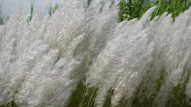 White Saccharum spontaneum flower swaying in the wind in the autumn field. It grows on fallow land commonly known as wild sugarcane and Kans grass. Natural white-green flower slow motion video.