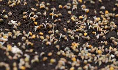 small seeds of rocket salad germinating and sprouting in compost