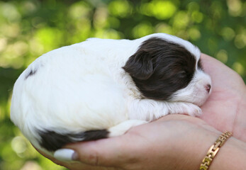 Biewer Terrier щенок на руках .