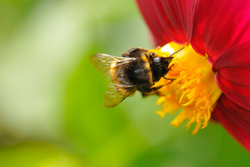 Große Erdhummel (Bombus magnus) an einer Dahlie