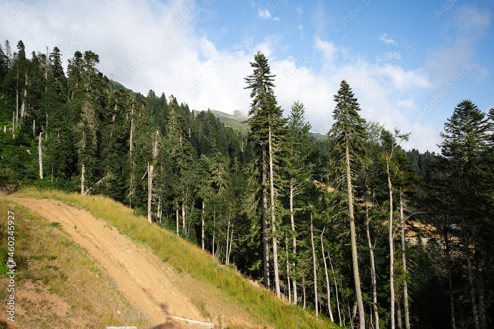 Wall mural panoramic view of a glade in summer forest