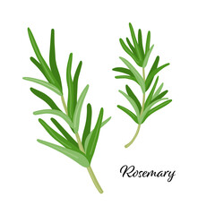 Green rosemary leaves spice. Vector illustration isolated on white. rosemary herb for design element in culinary, package decoration, sticker, label