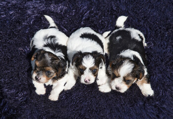 Little Biewer Terrier puppies on a dark blue covering.