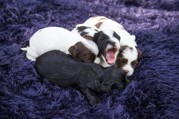 Little Biewer Terrier puppies on a dark blue covering.