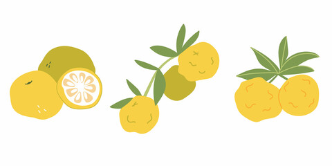 Set ripe yuzu fruit. Cartoon illustration of a yellow fruit on a white isolated background. Hand-drawn organic food products. Sour citrus fruit from Asia. The concept of healthy eating.
