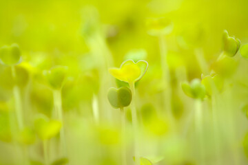 rocket salad microgreens, compact sowing for early harvesting