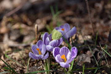 spring crocuses and a visiting butterfly