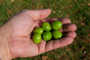 Aceitunas en la mano