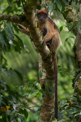 Ugandan Red Colobus - Piliocolobus tephrosceles, beautiful shy rare primate from African forests,...
