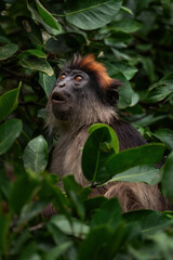 Ugandan Red Colobus - Piliocolobus tephrosceles, beautiful shy rare primate from African forests,...