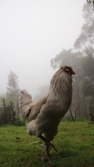 Rooster on a farm on a rainy day