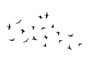 Obraz premium Flock of flying birds isolated on white background.