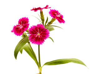 Dark red garden garden carnation flowers isolated on white background