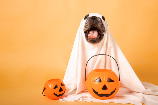 funny dog ghost with a halloween pumpkin in a photo studio