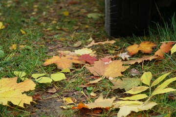 Car wheel on road. Yellow dry fallen maple leaves on grass. Golden autumn street.