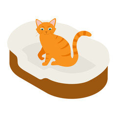Ginger cat in his soft cozy bed cushion