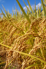 秋の稲穂（東北）