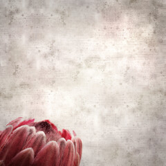 stylish textured old paper square background with exotic pink Protea flower

