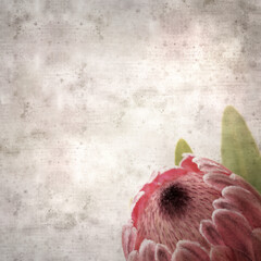 stylish textured old paper square background with exotic pink Protea flower

