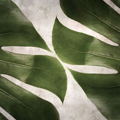 stylish textured old paper square background with dark green leaf of Monstera plant
