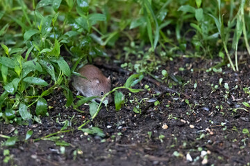 Red-backed vole looking for food on the ground under a bird feeder among germinated seeds