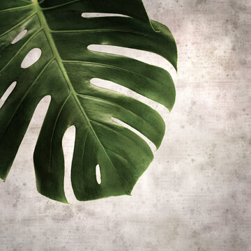 stylish textured old paper square background with dark green leaf of Monstera plant