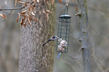 A tail tit looking for food at a feeder hanging from a branch in the forest