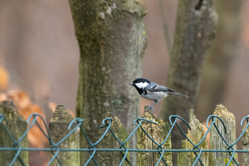 A fir tit sits on a wooden fence behind a wire mesh in front of trees