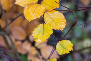 brightly colored leaves in autumn