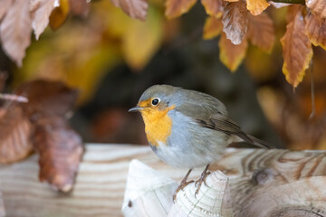 A robin sits on a wooden fence
