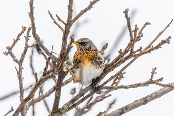 Juniper thrush on a branch in winter with light snowfall