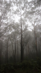 Fototapeta na wymiar fog in the woods