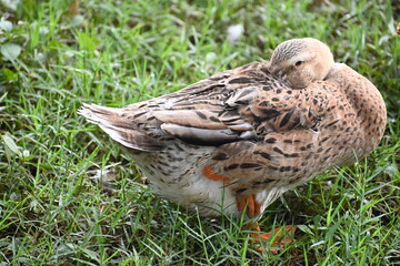 duck in the grass