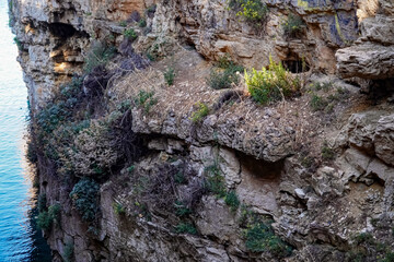 Basalt rocks, rocks covered with vegetation , plants growing through the rocks 