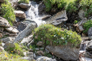 Small stream running through the rocks and vegetation