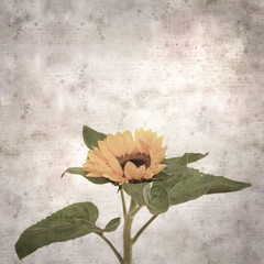 stylish textured old paper square background with Helianthus annuus, common sunflower flower head
