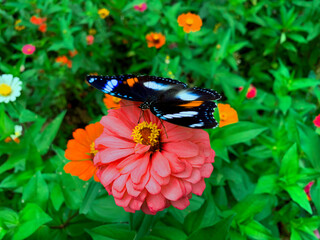 Butterflies perched on pretty pink flowers.