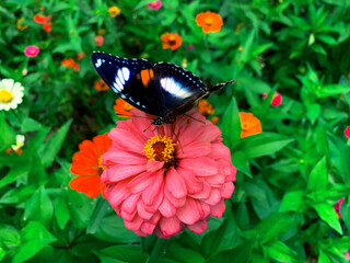Butterflies perched on pretty pink flowers.