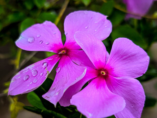 Obraz premium Clouds at daylight,, best nature view at 🚜🐄🌾farm 