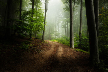 Obraz premium Fairy tale foggy forest trail in a cold autumn day. Blue fog in the distance