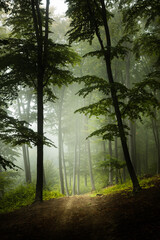 Mysterious blue fog and light in dark foggy forest during a cold autumn day