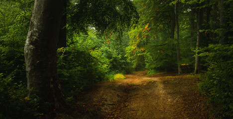 Obraz premium Romantic trail in beautiful dark forest. Light enters through the trees. First autumn leaves