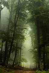 Rolgordijnen Sprookjesachtig mistig bospad in een koude herfstdag. Blauwe mist in de verte © bonciutoma
