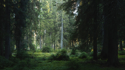 Fototapeta premium Spooky clearance in the forest. Dark trees with creepy atmosphere