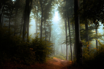 Dark trail in spooky foggy forest. Strange blue fog ahead in autumn misty forest