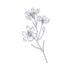 Cornflower, outlined botanical sketch. Vintage sketchy drawing of knapweed, wild floral plant. Detailed etching of bluebottle. Hand-drawn vector illustration of wildflower isolated on white background