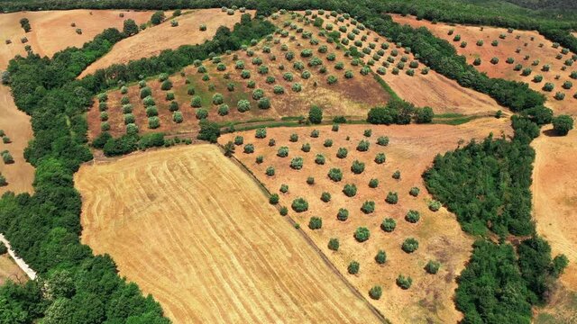 Tuscan countryside shot with drone at summer time. Aerial view of amazing wine fields country in sunny weather, arid fields,green trees,olive trees 