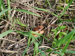 snail on the grass