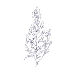 Fototapeta na wymiar Outlined botanical sketch of Aconite flower. Wild wolfsbane in vintage style. Detailed drawing of floral plant. Aconitum, medicinal herb. Hand-drawn vector illustration isolated on white background